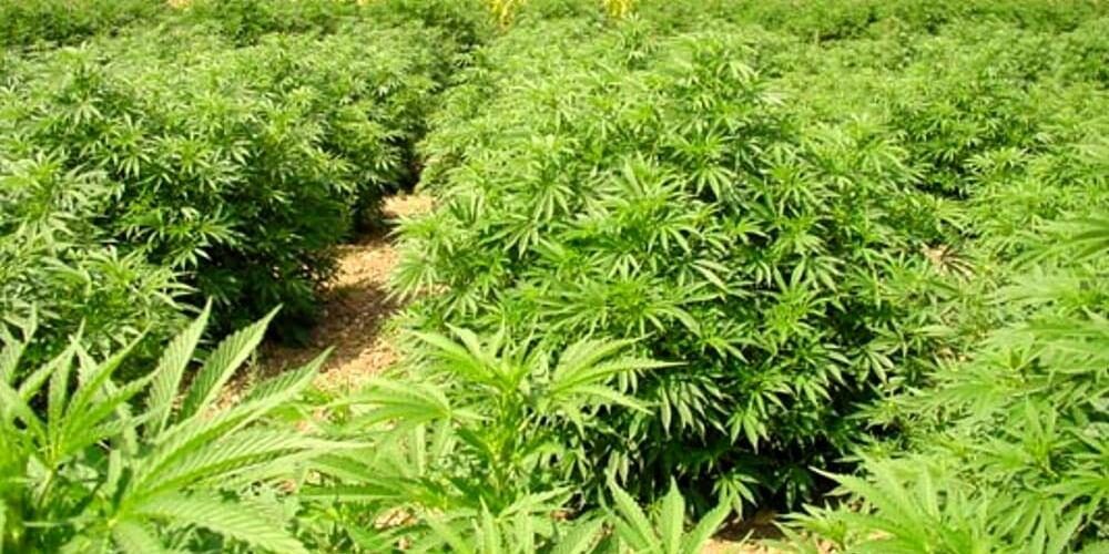 I carabinieri scoprono e distruggono 600 piante di marijuana in Aspromonte