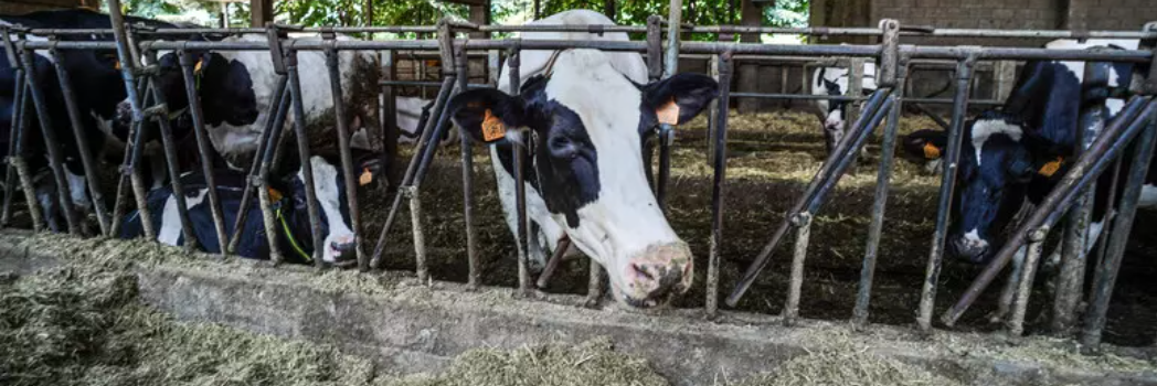 Frode bovina milionaria: blitz anche in Calabria