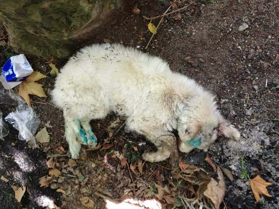 Serra San Bruno, cagnolina uccisa con crudeltà