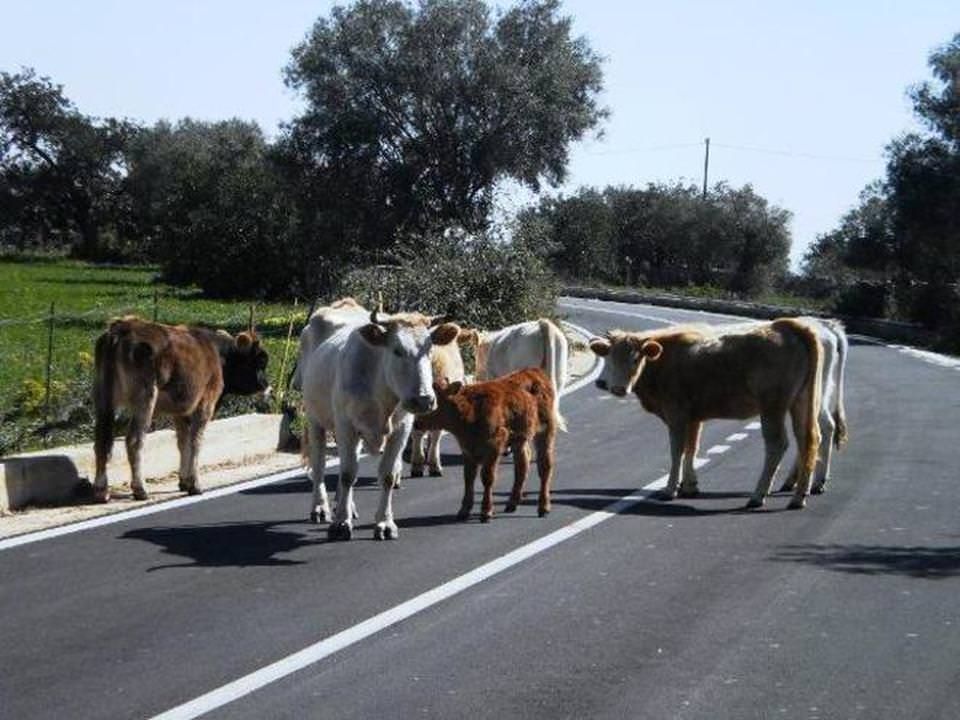 "Mucche alla riscossa" e strade bloccate, tre denunce nel Crotonese