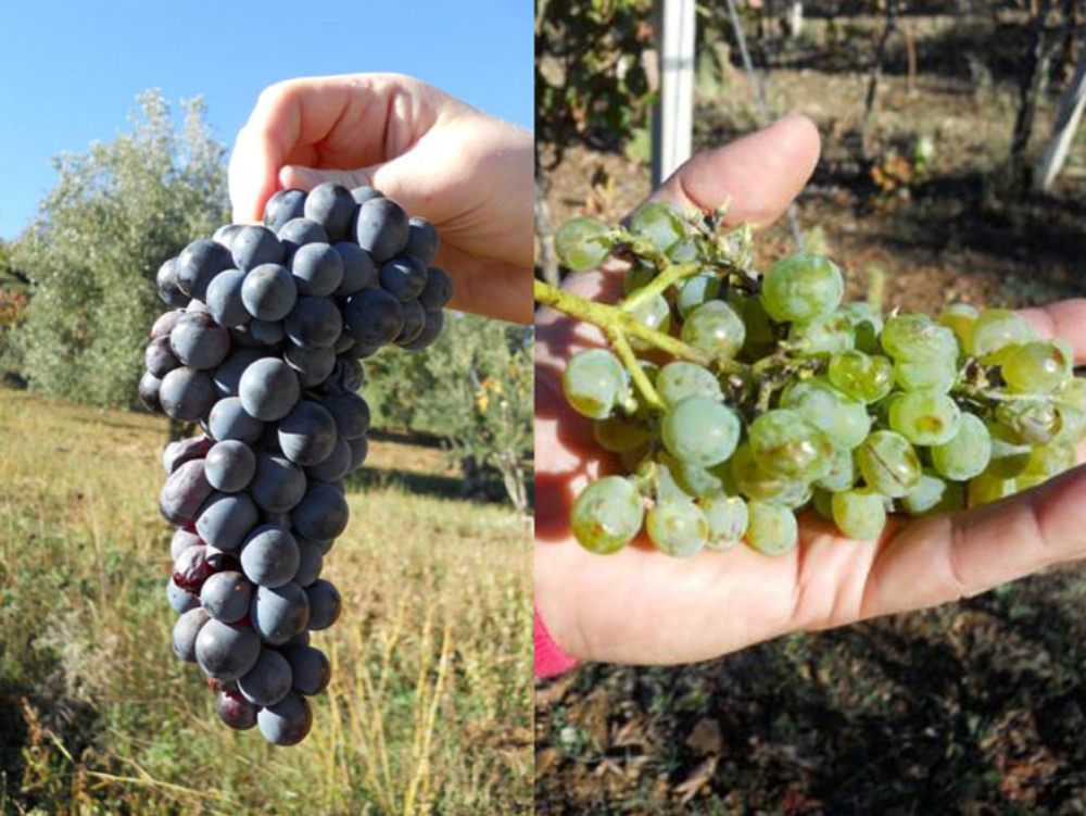 Quell'Acino (naturale) che inebria gli Usa