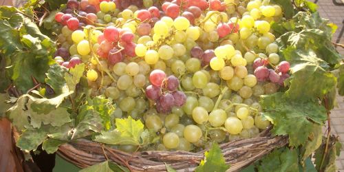 uva-da-tavola-calabria