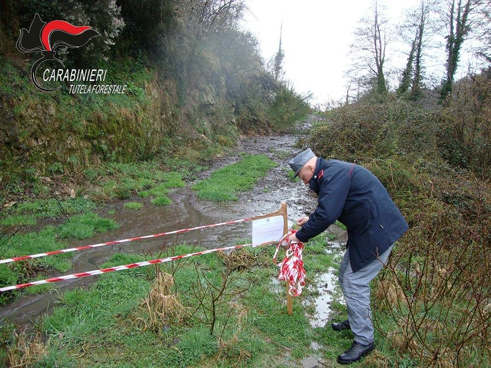 Celico, sotto sequestro un allevamento di suini