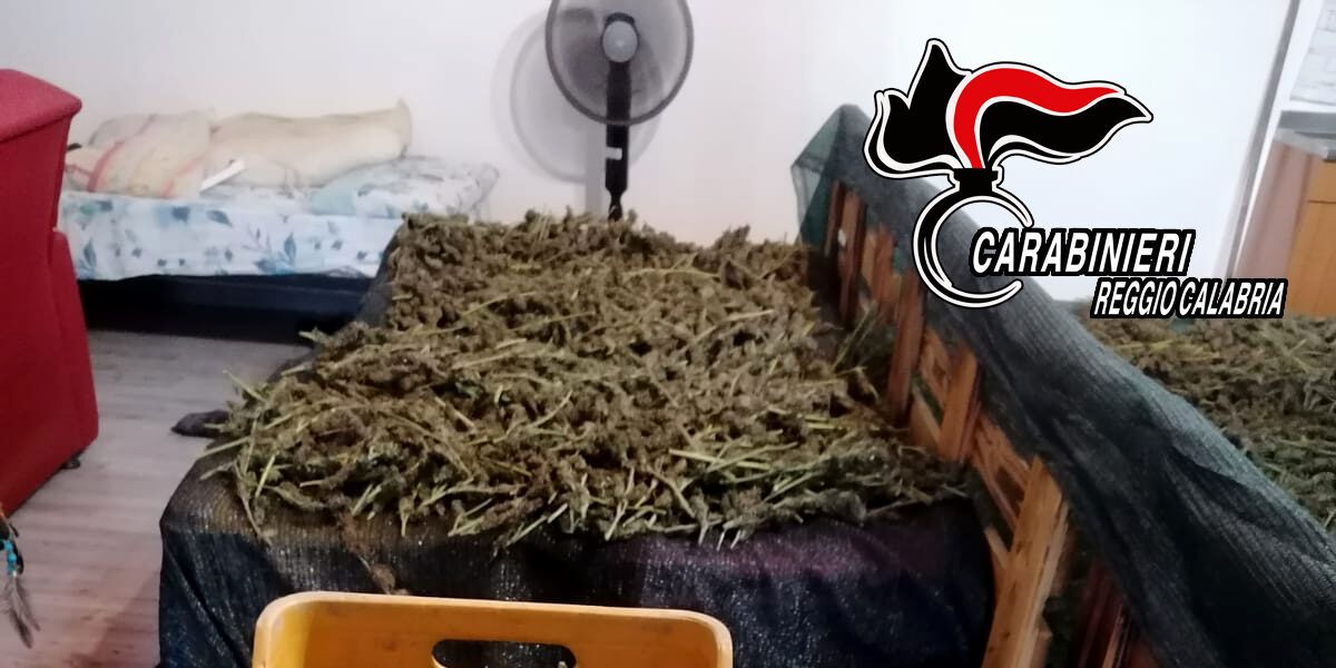 Lavoravano e trasportavano marijuana, quattro arresti nella piana di Gioia Tauro