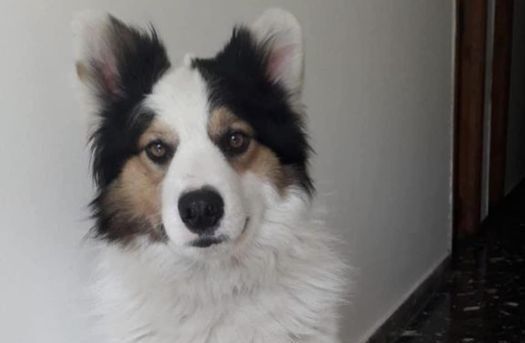 “Arturo”, il cane di tutti ucciso a Villapiana con un colpo d’arma da fuoco