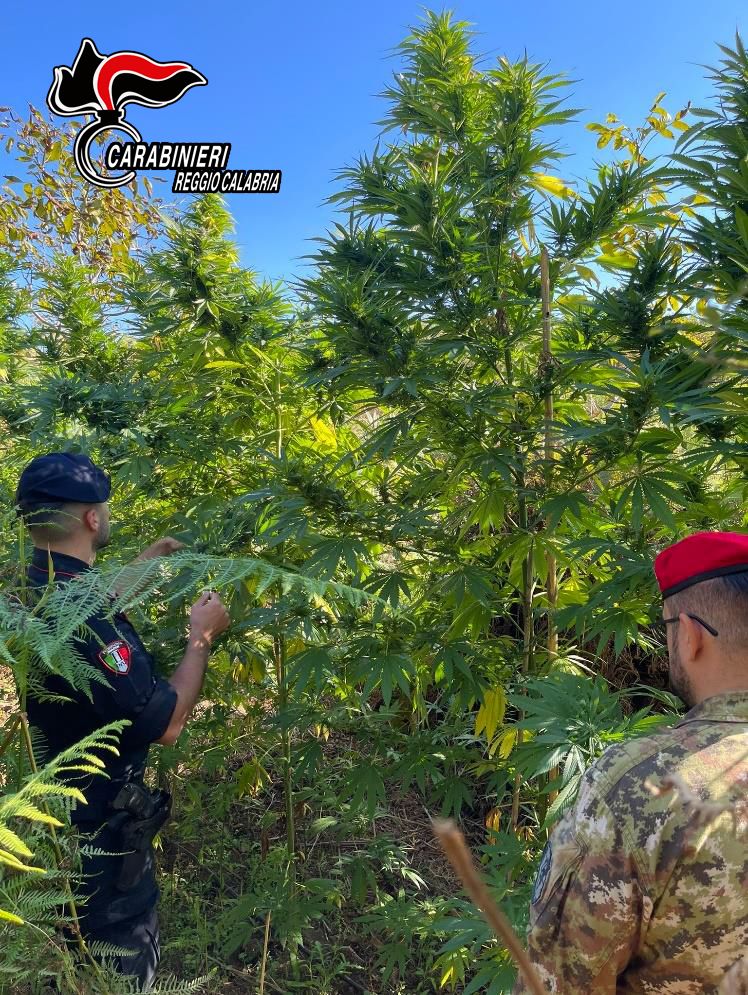Gioia Tauro, scoperta piantagione di “marijuana”: tre arresti