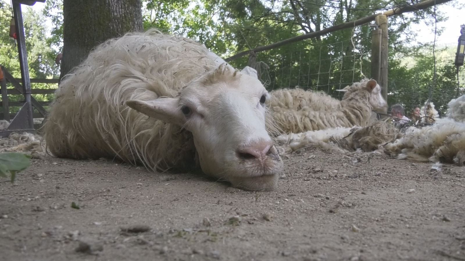 Tradizioni del territorio della Tonda di Calabria bio: la festa della Carusa