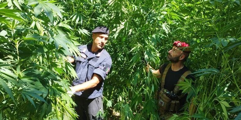 Scoperte e distrutte due piantagioni di canapa nel Cosentino. Oltre 2.300 arbusti alti fino a 3 metri – VIDEO