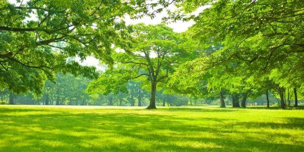 Da Vibo parte l’iniziativa nazionale”aree verdi del ricordo” per le vittime di Covid