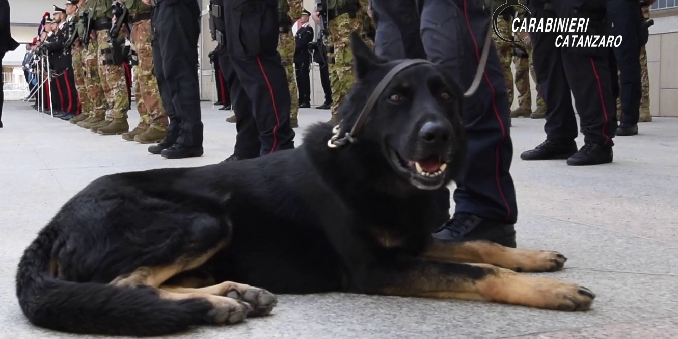 San Pietro Apostolo, piante di cannabis e dosi in casa: denunciata 28enne