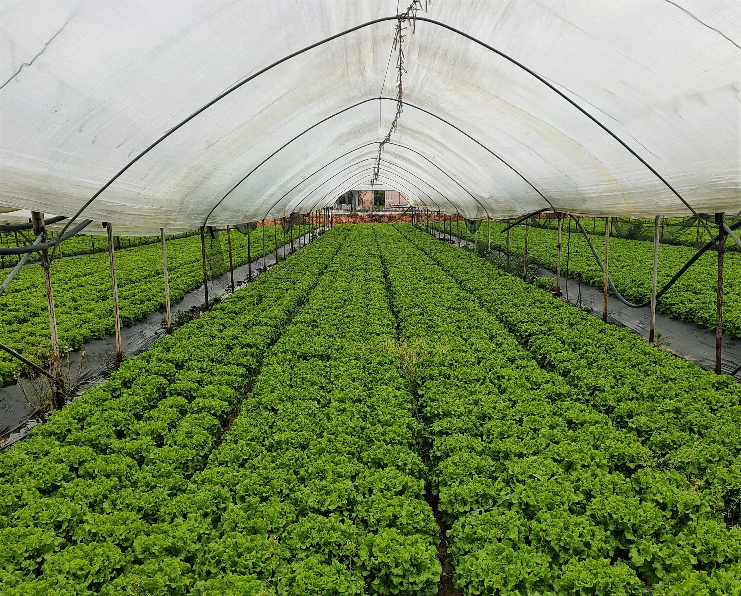 Caro energia, appello di Confagricoltura: «Rincari insostenibili per le imprese»