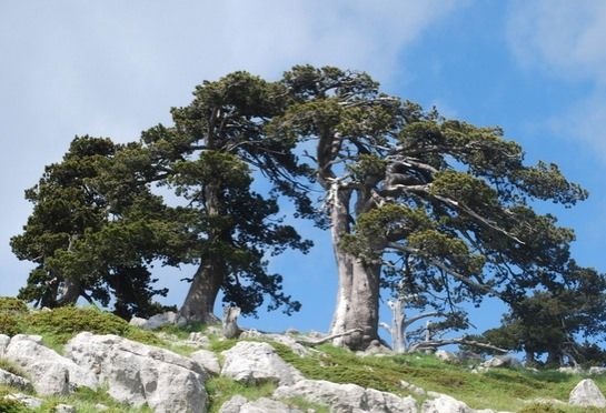 Pollino, censite 138 specie di alberi