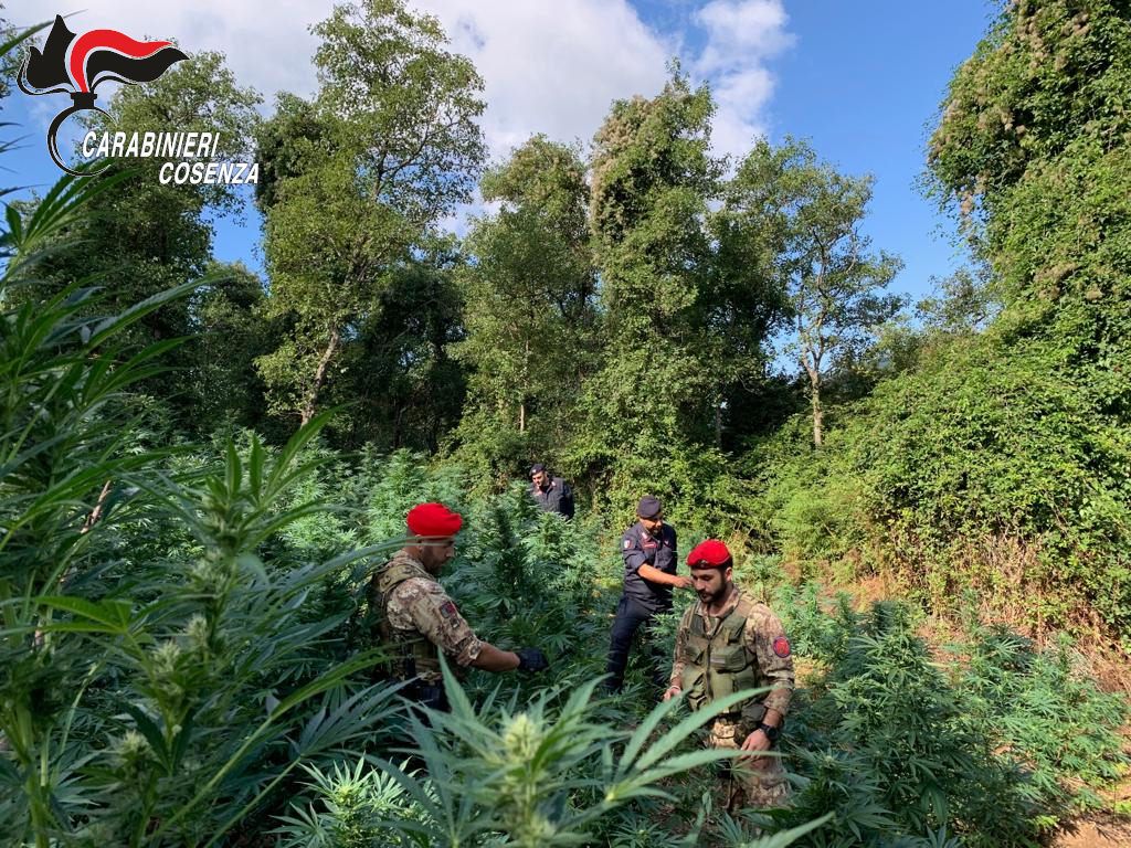 Scoperta maxi-piantagione di droga a Cetraro, due arresti