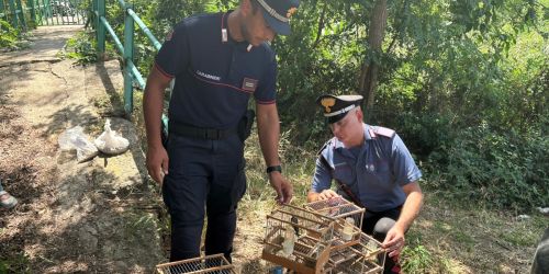 cardellini gabbia villa