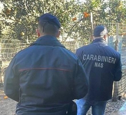 Operazione del Nas nel Reggino, sequestrati tre canili irregolari