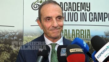 Olio, la Calabria alla prova della “nuova” olivicoltura