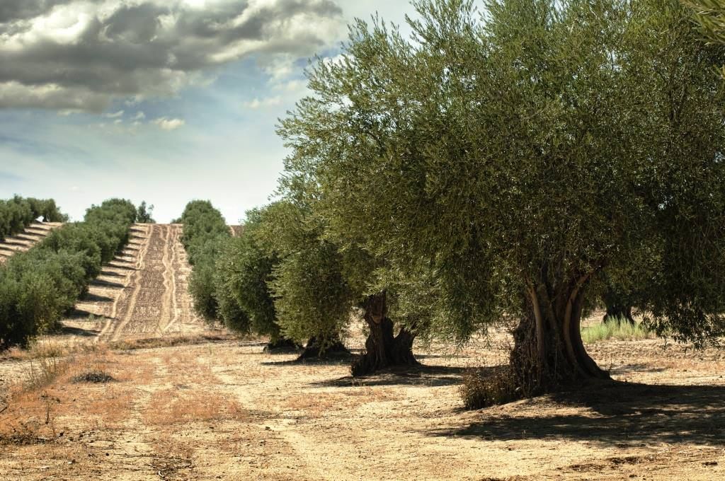 L'annus horribilis dell'olivicoltura calabrese