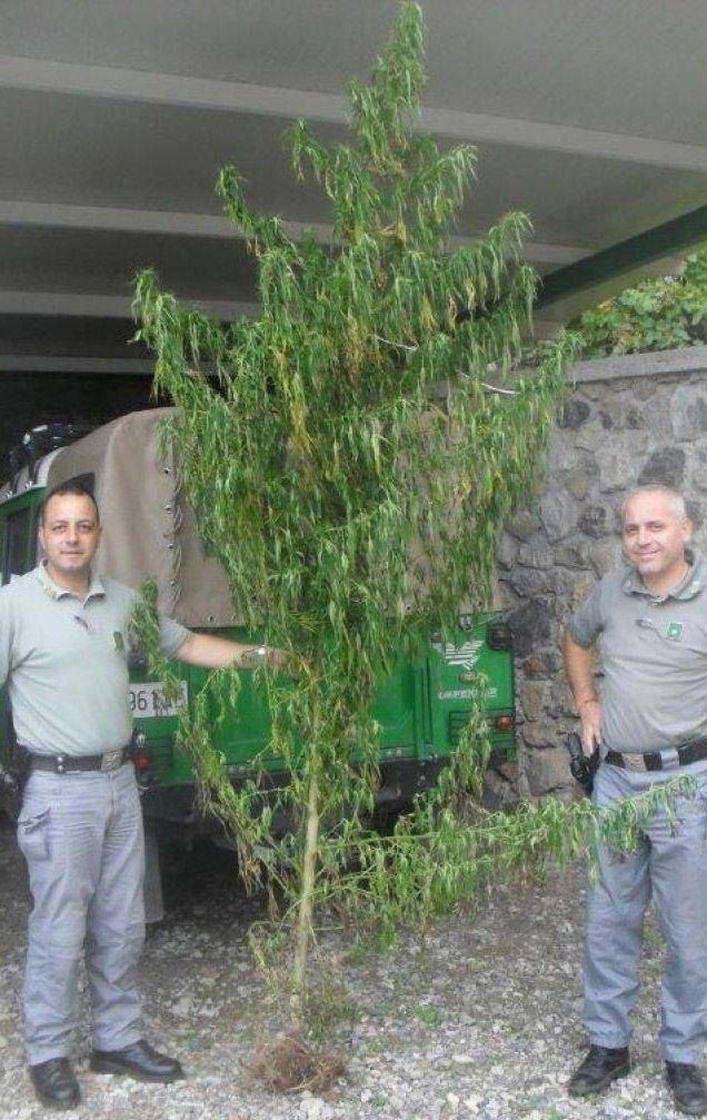 Sant'Agata d’Esaro, trovata pianta di cannabis di oltre 3 metri d'altezza