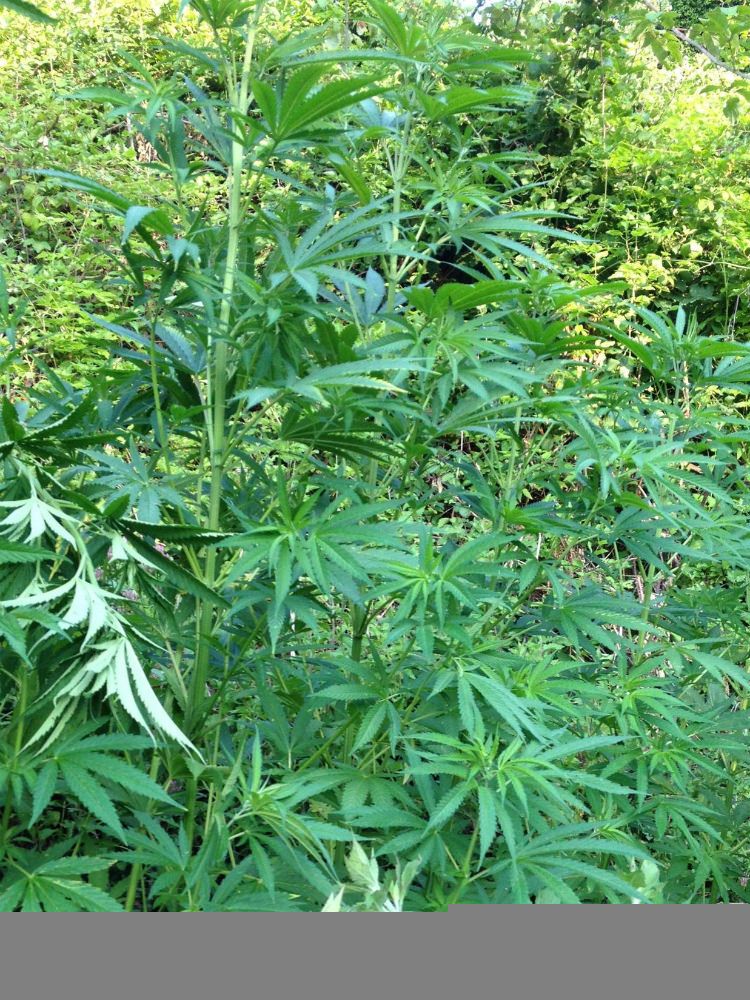 Scoperte 400 piante di cannabis a Tiriolo