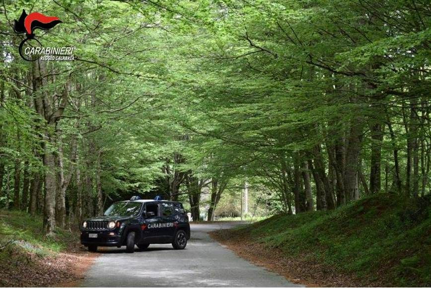 “Bovini vaganti” in Aspromonte, nei guai tre allevatori