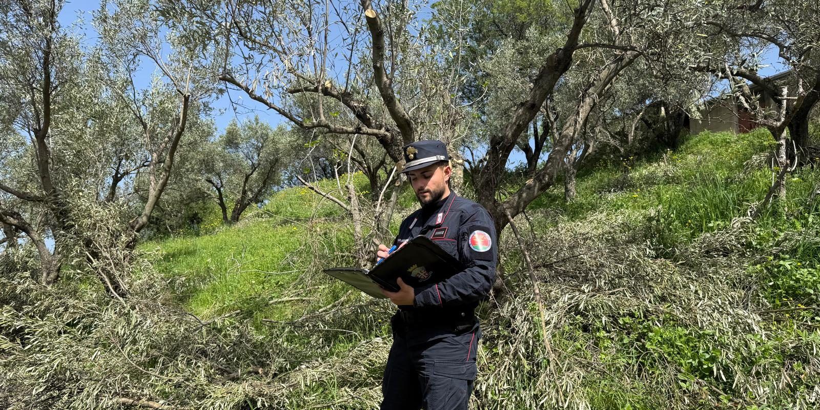 Abbattuti e sradicati oltre 200 ulivi senza autorizzazione: sanzioni per oltre 215 mila euro nel Catanzarese