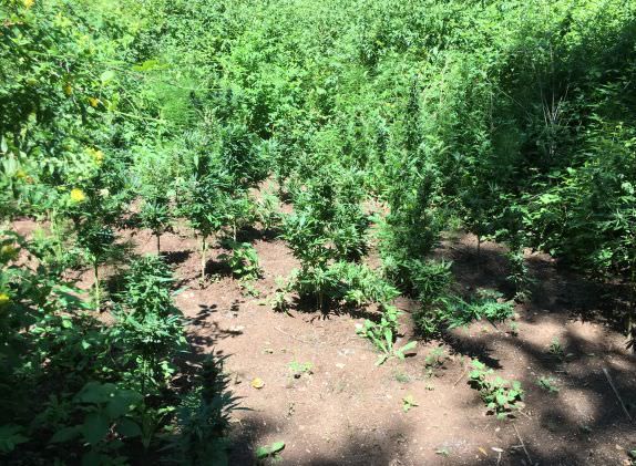 Sequestrate due piantagioni di cannabis nel Lametino