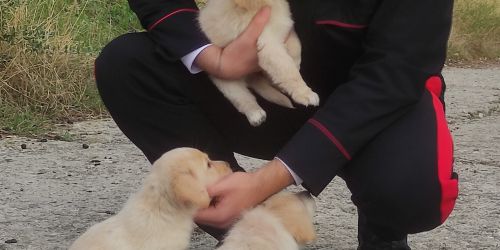 cuccioli salvati a Caulonia