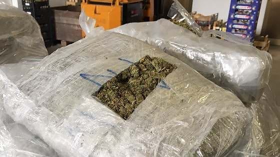 Lamezia Terme, sequestrati 19 chili di marijuana