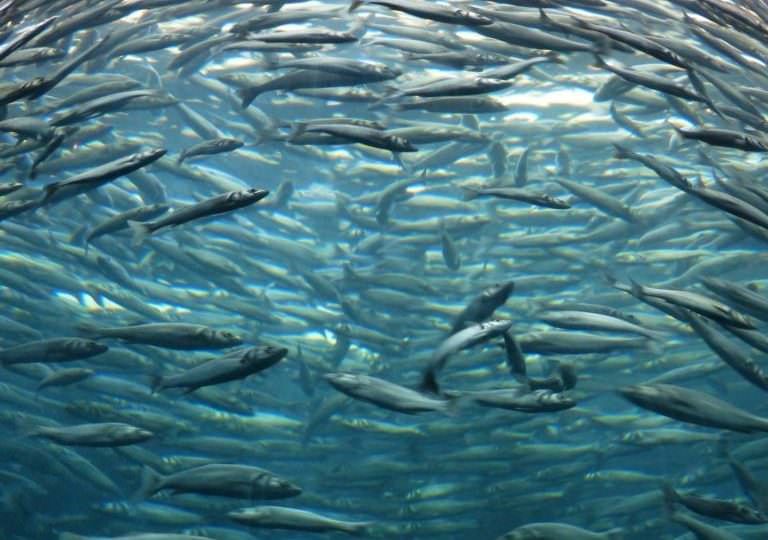 Un consiglio alle sardine (attente alle “acque torbide”) e uno a Occhiuto (faccia un passo indietro)