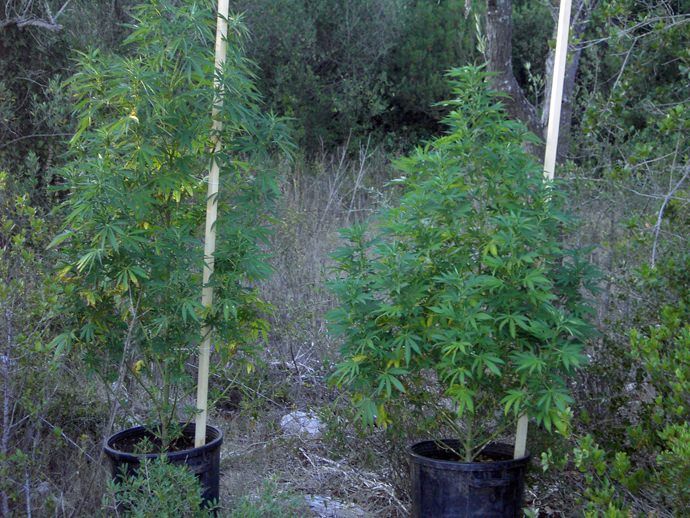 Sorpresi a coltivare canapa, due arresti a Bagnara