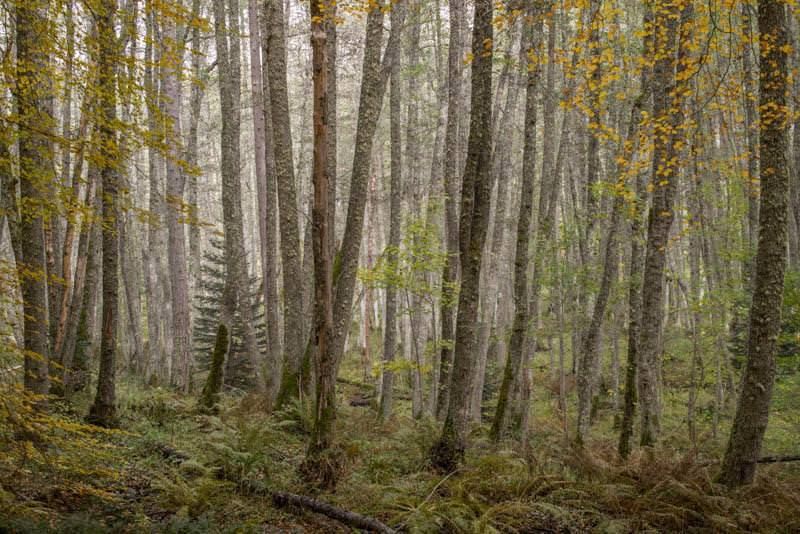 Urbanistica 2020, consegnato il premio al Parco Nazionale della Sila