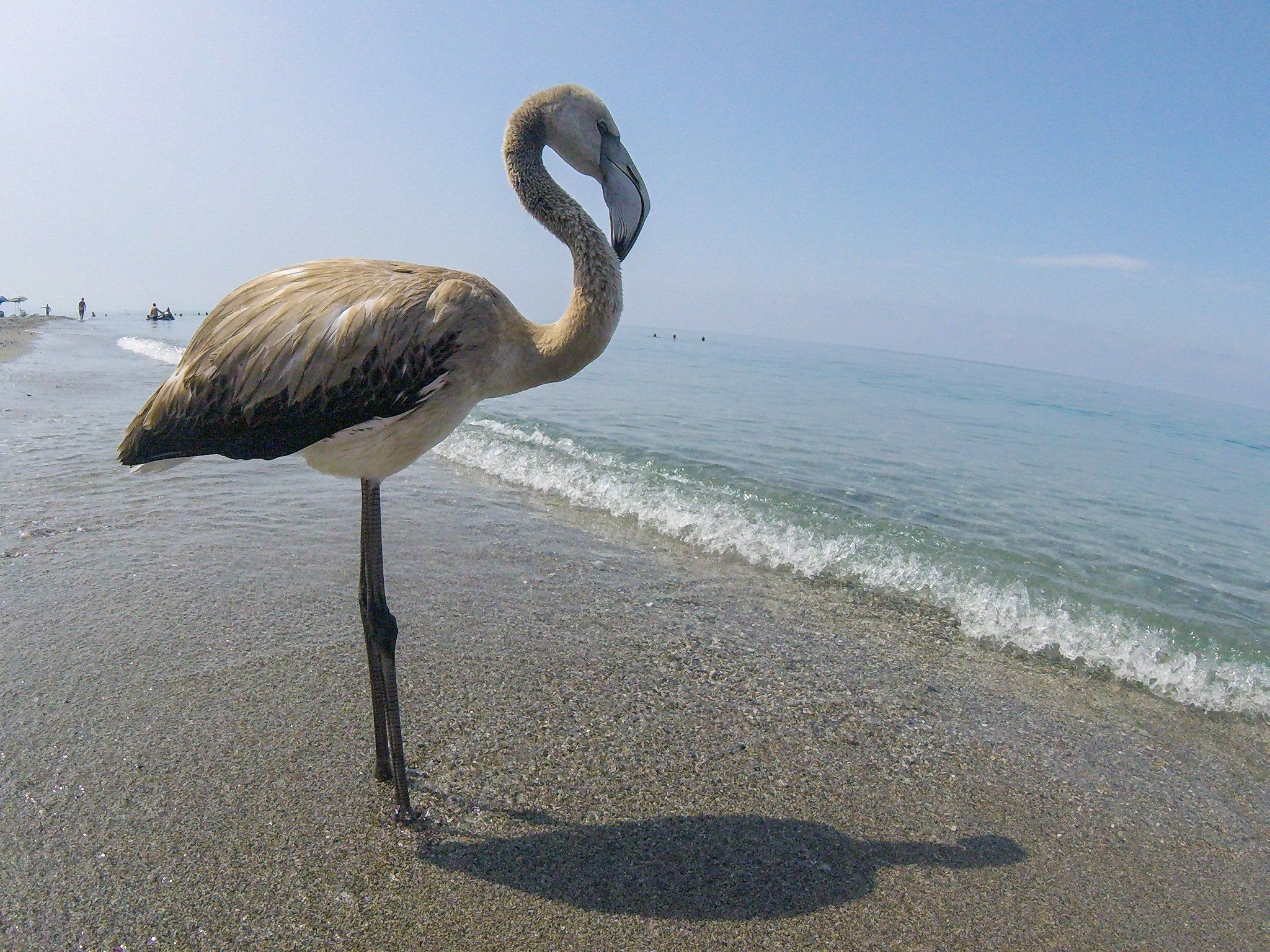 Fenicottero rosa soccorso sulla spiaggia di Fuscaldo – VIDEO