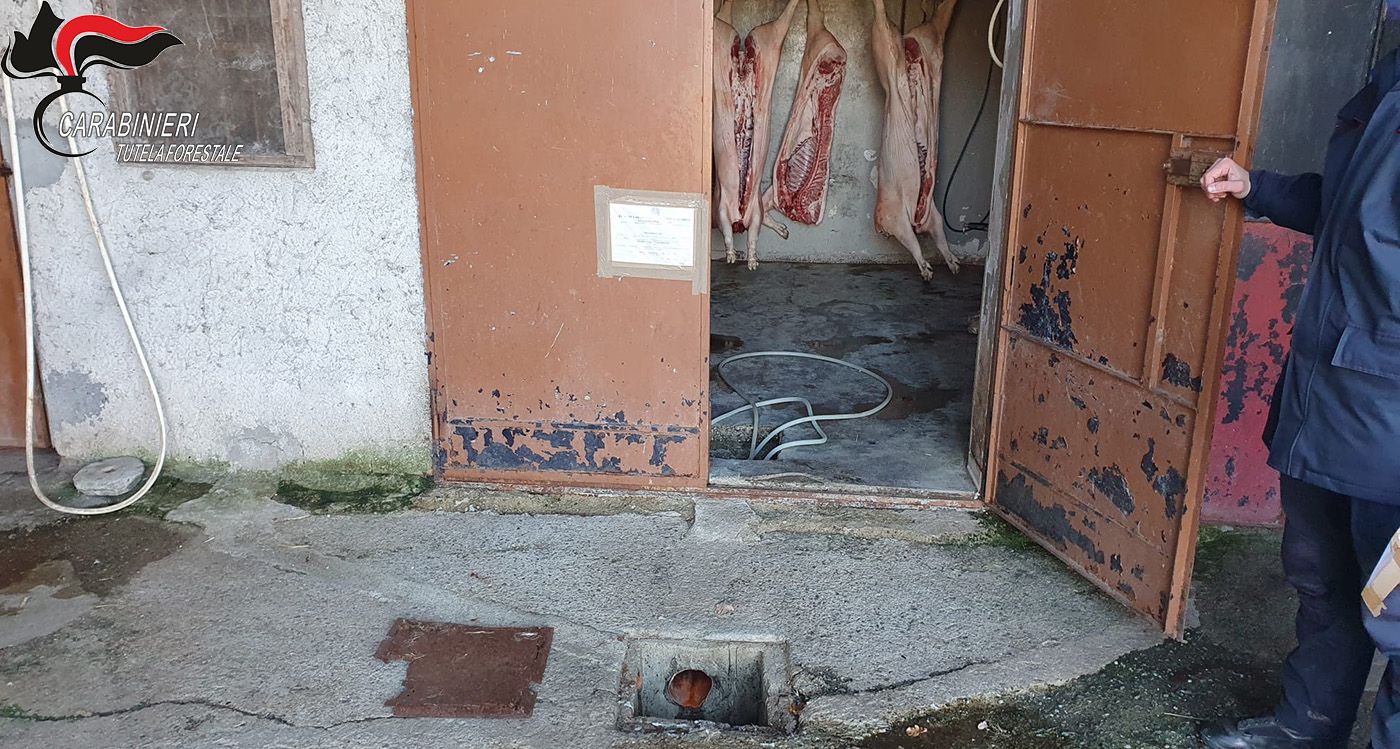Macellazione clandestina e scarichi abusivi, sequestrata una macelleria nel Cosentino