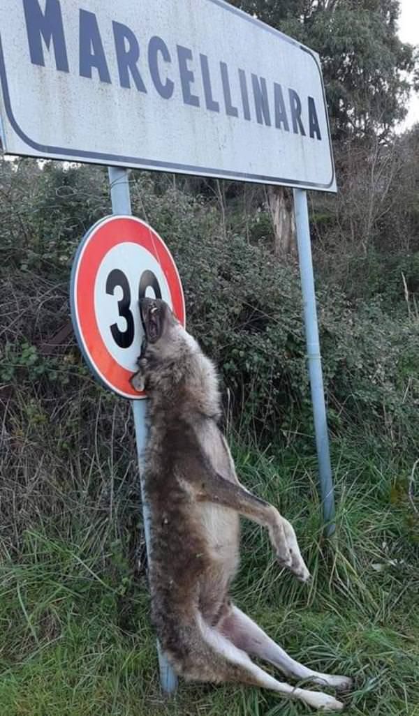 Lupo ucciso e appeso al cartello stradale, ritrovamento macabro a Marcellinara