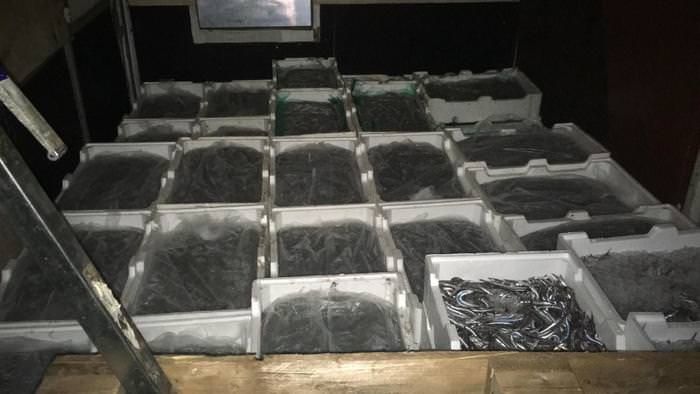 Sequestrati oltre 16 quintali di prodotti ittici nel Reggino