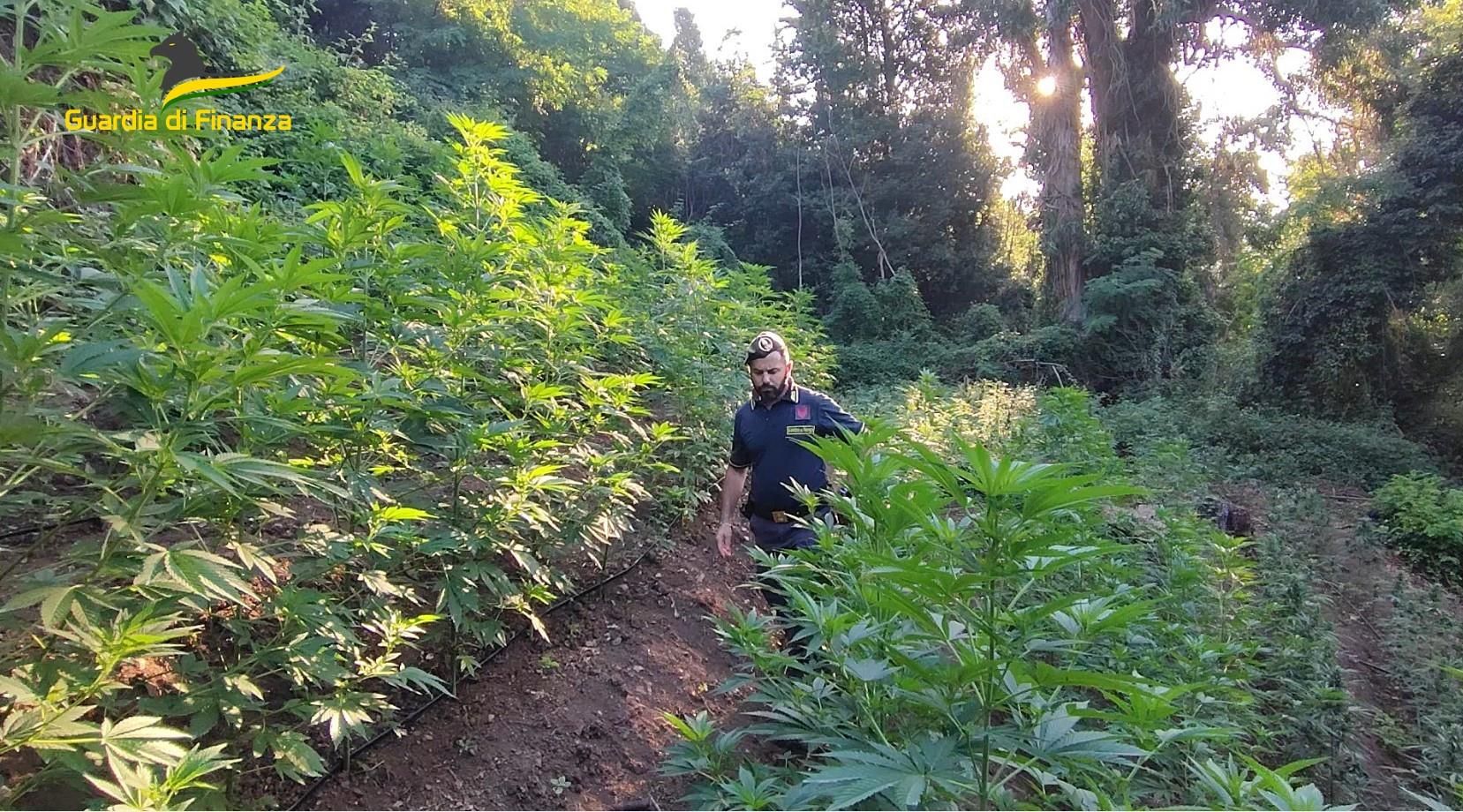 Lamezia Terme, scoperte tre piantagioni di canapa. Avrebbero fruttato 200mila euro – VIDEO