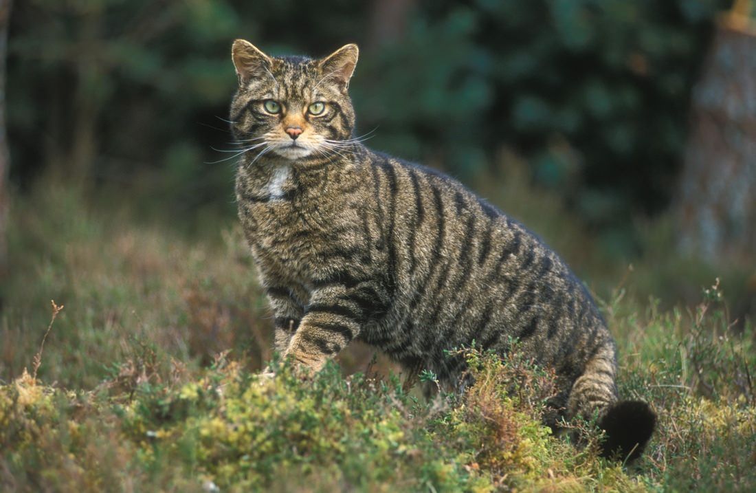 Parco d'Aspromonte, "catturato" il gatto selvatico europeo