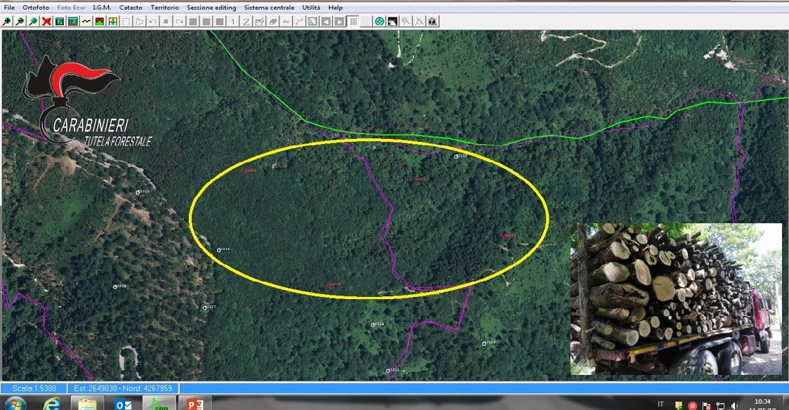 Santa Caterina allo Jonio, 5 arresti per taglio e furto di piante