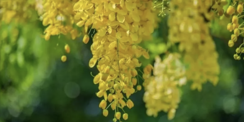 Cytisus laburnum, noto anche come maggiociondolo