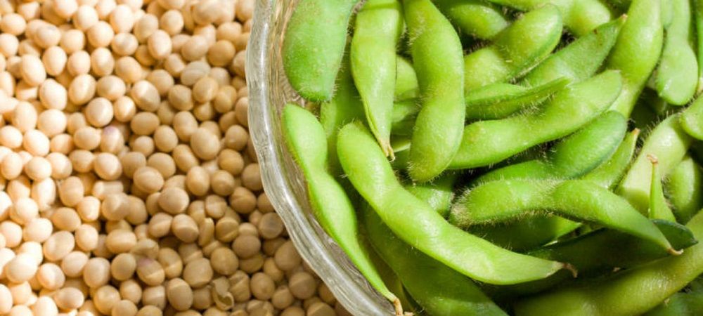 Soia, Confagricoltura: «Comparto vitale per la zootecnia»