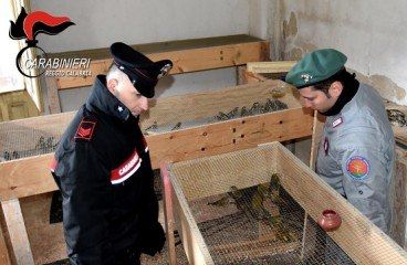 Operazione antibracconaggio, salvati 2 mila volatili