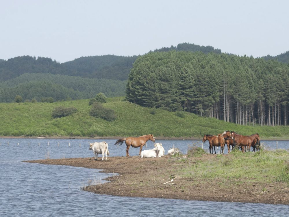 E le mucche pascolano sull`acqua dell`Alaco