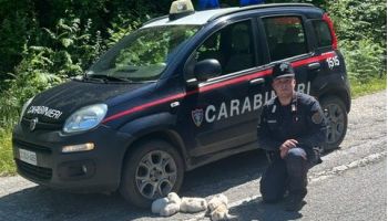 Cuccioli di cane abbandonati in una scarpata a San Giorgio Morgeto, salvati dai carabinieri