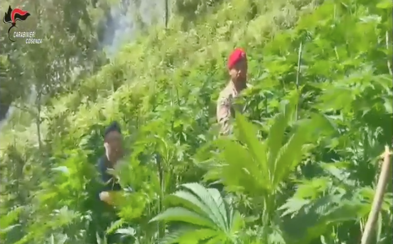 Maxi piantagione di marijuana sequestrata nel Cosentino – VIDEO