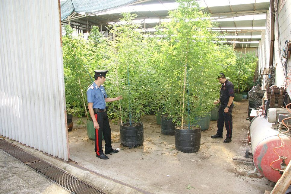 Scoperte due piantagioni di canapa indiana, quattro arresti