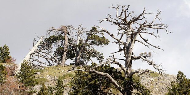 Forbes celebra il Pollino, «tra i cinque parchi da visitare»