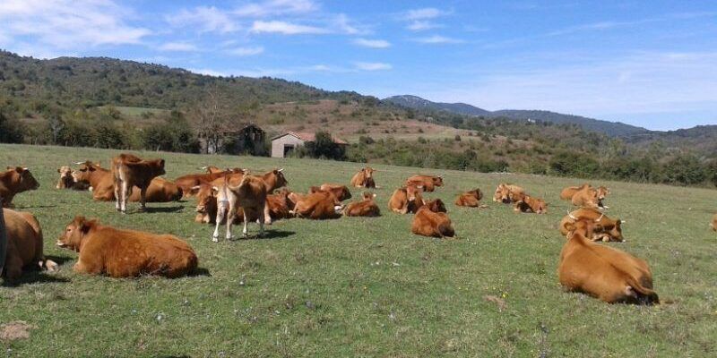 Benessere animale, dalla Regione 12 milioni per gli allevatori calabresi