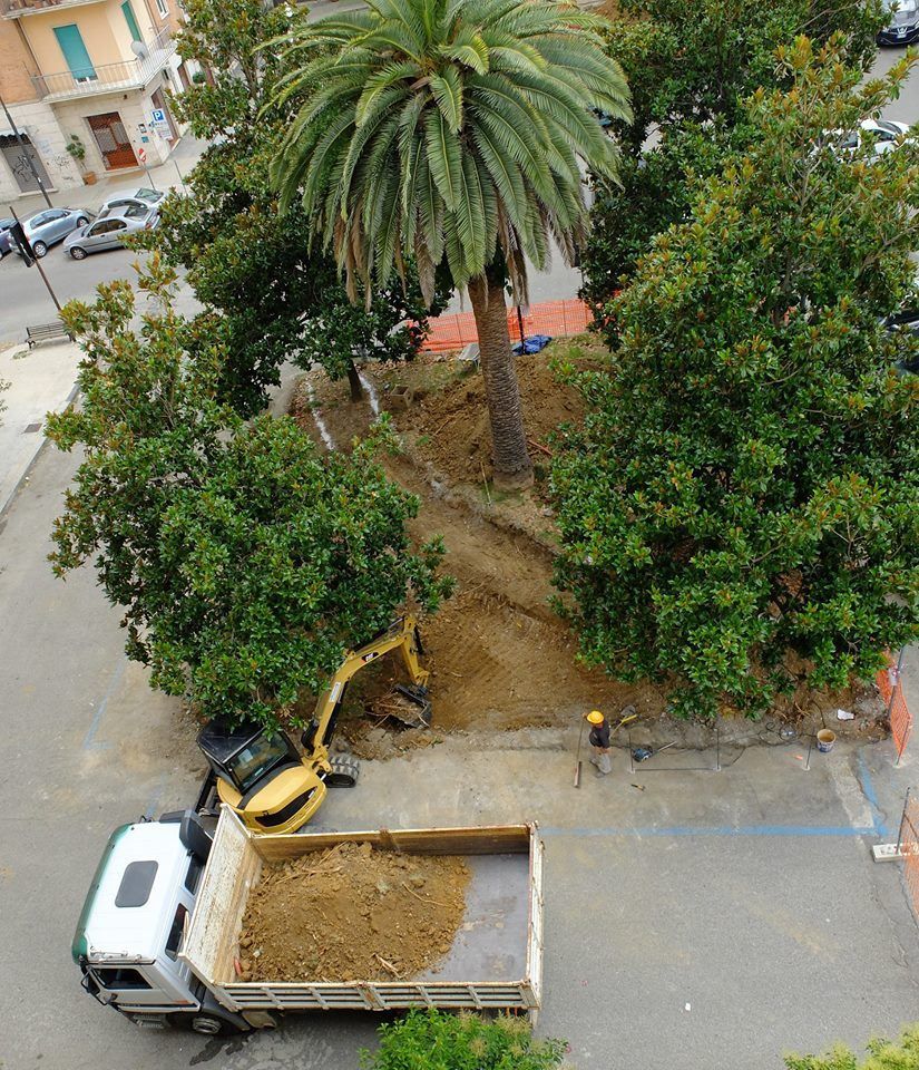 A Cosenza la guerra delle magnolie