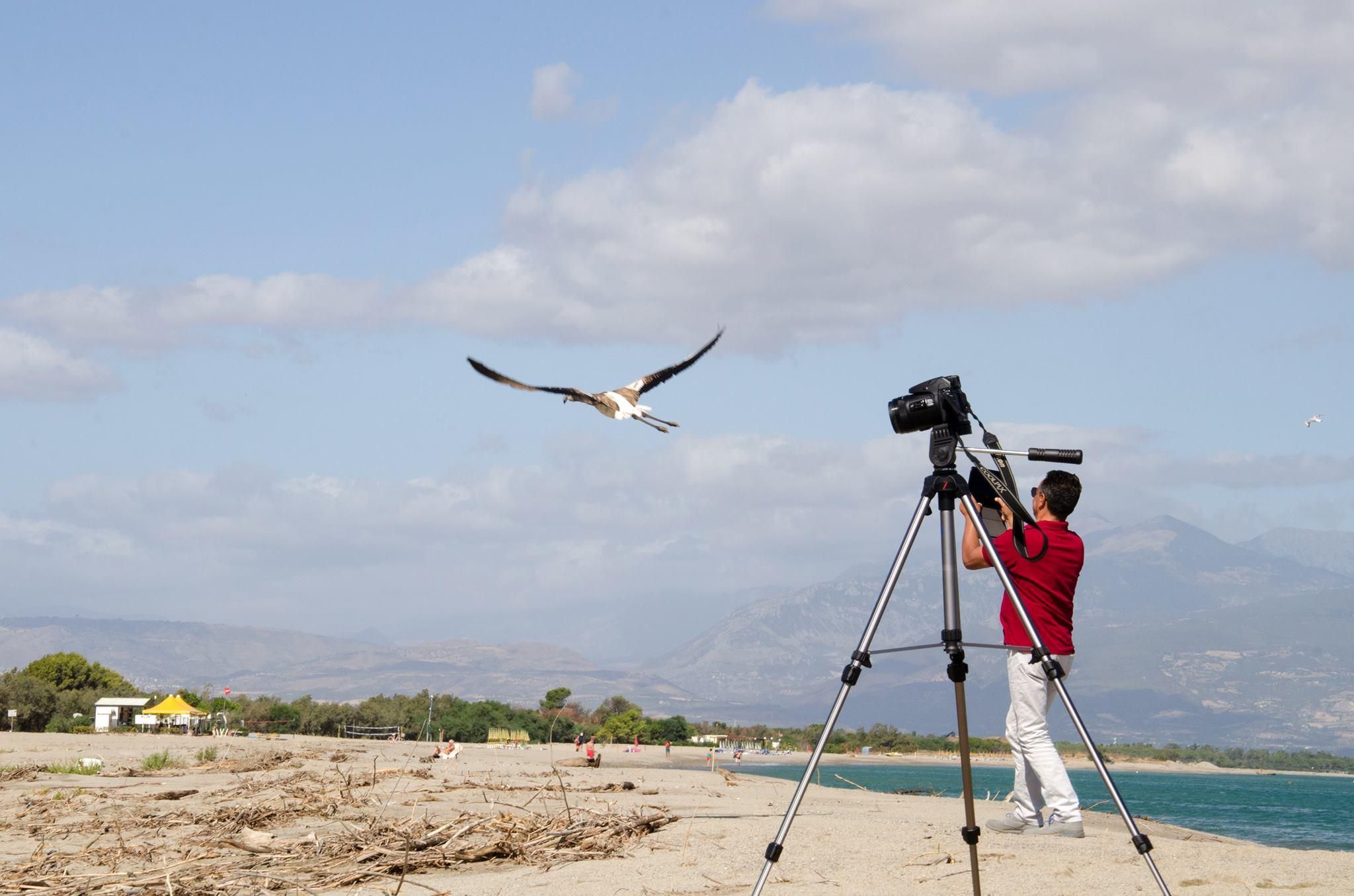 Liberati i fenicotteri trovati a Fuscaldo e Sibari