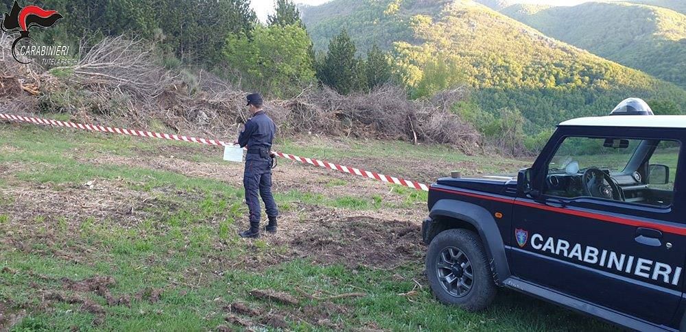 Tagli abusivi all'interno del Parco del Pollino, una persona denunciata